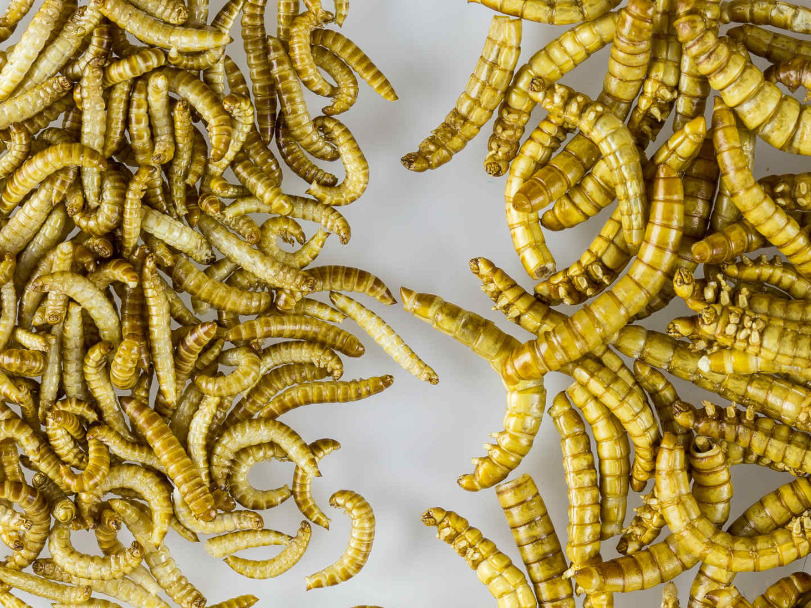 black soldier fly larvae