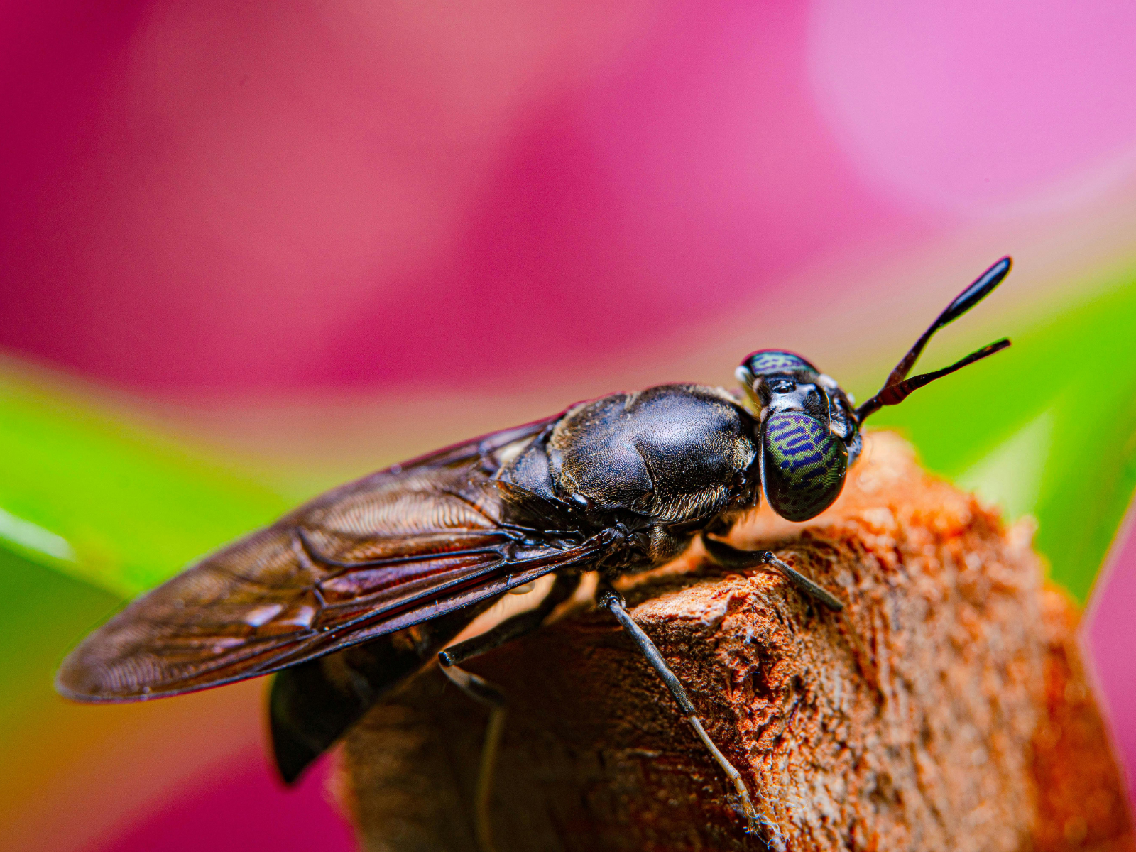 black soldier fly