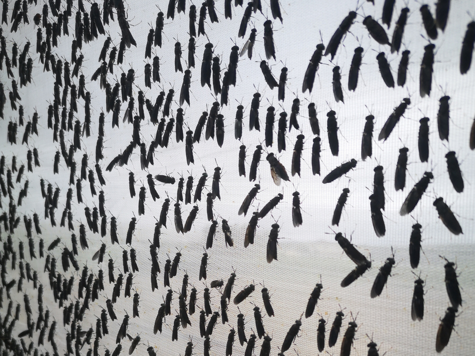 Insect farming South Africa