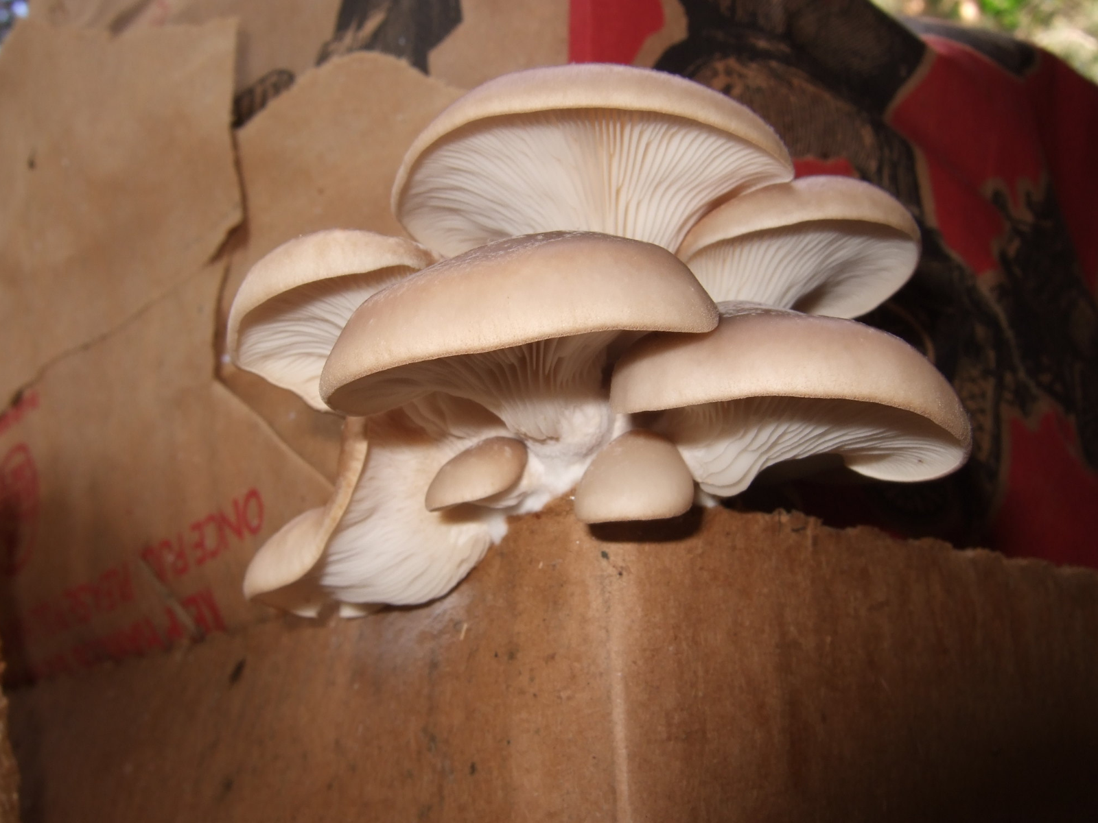 Mushrooms growing in waste