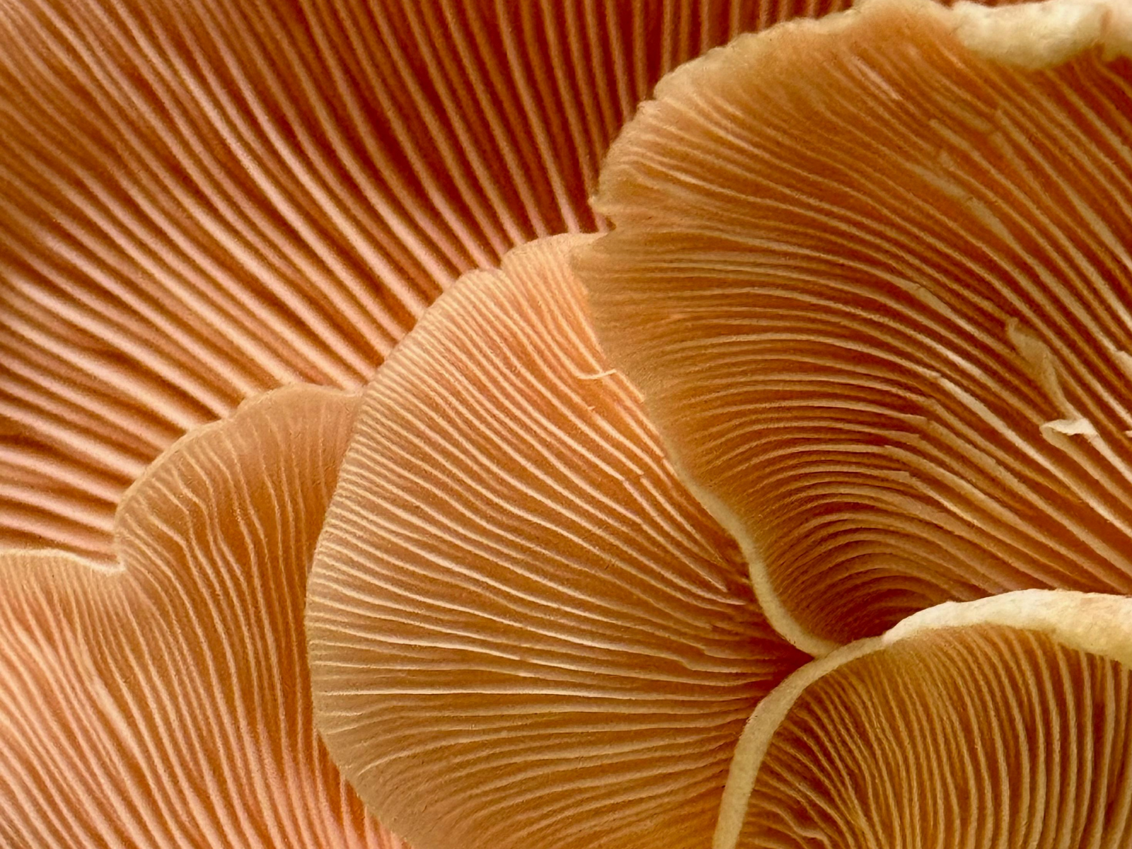 Oyster Mushrooms are the second most grown mushroom in the world, and South Africa is catching up on this market