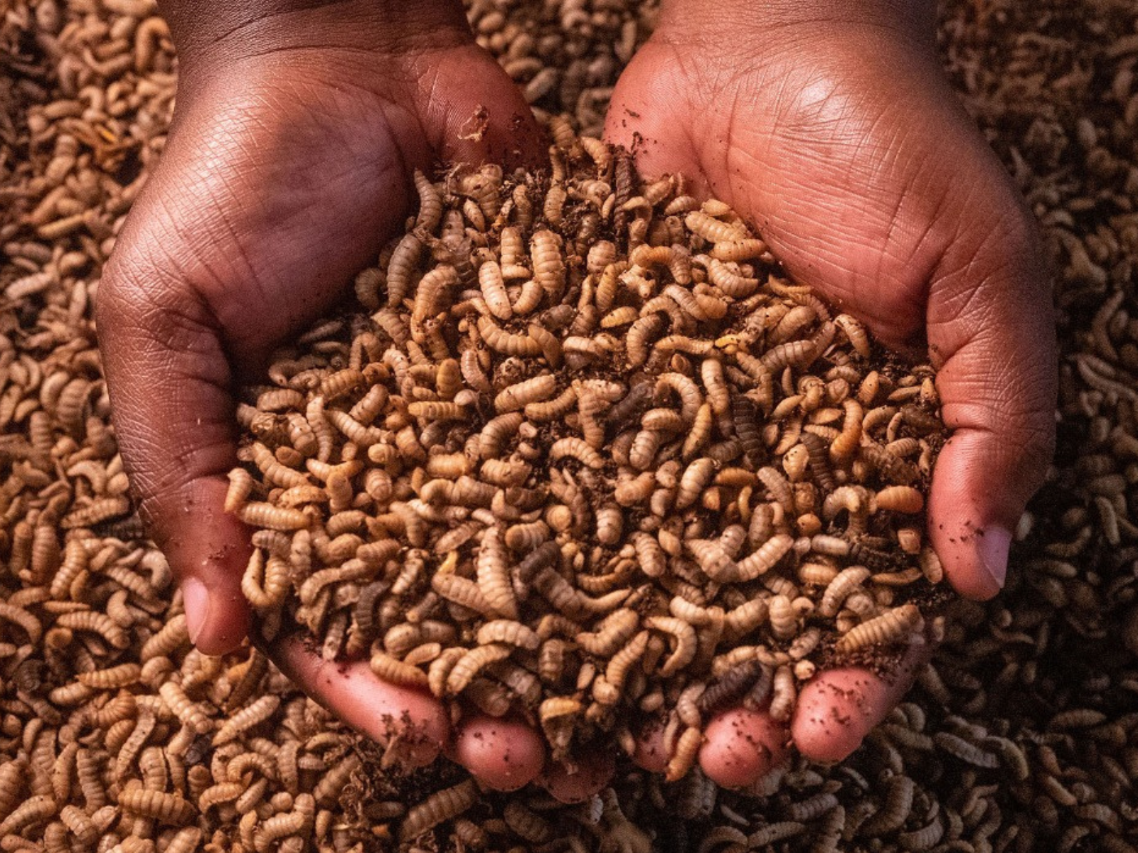 Nambu Insect farming with maggots