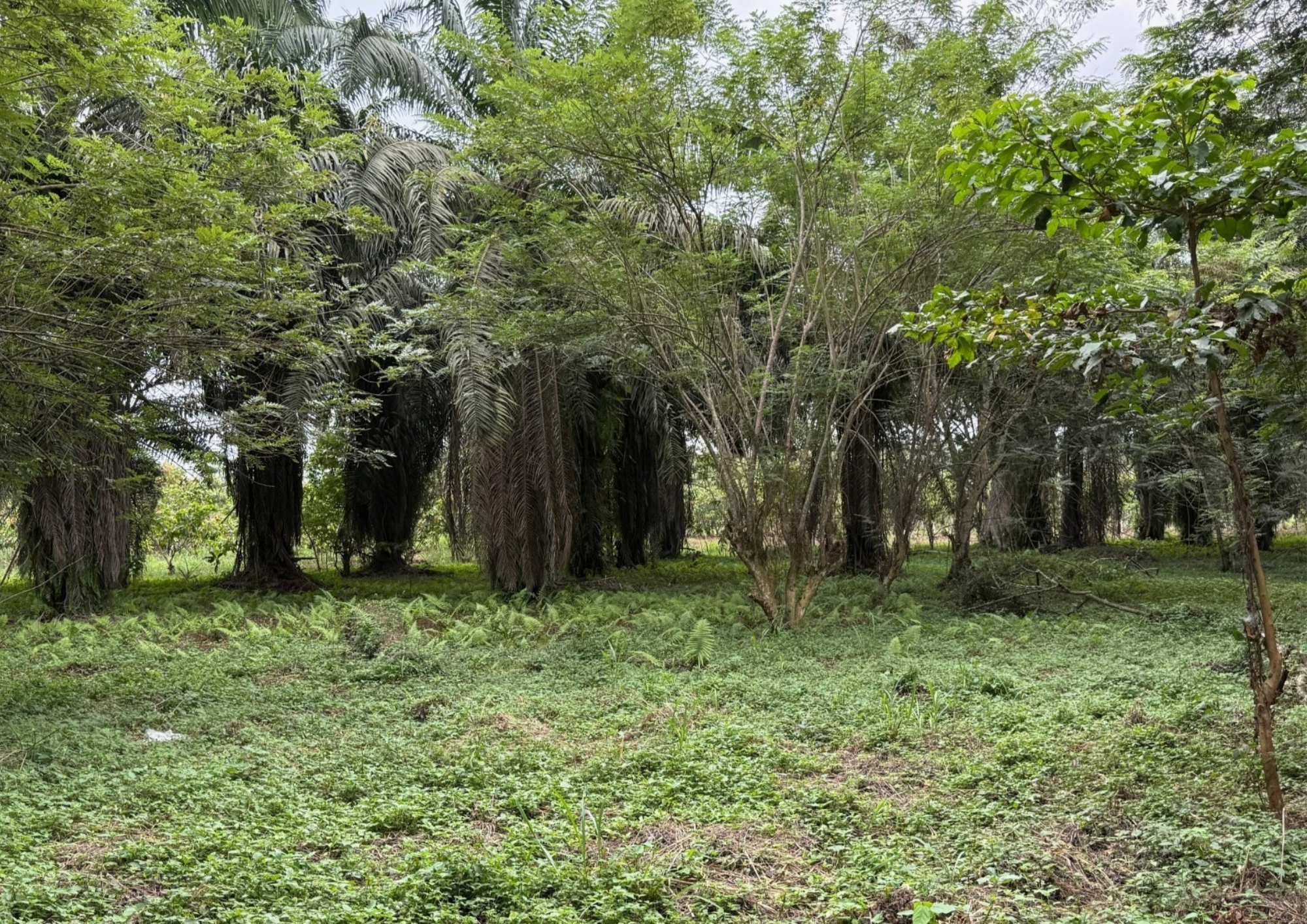 Global Industry Standard on Tailings Management