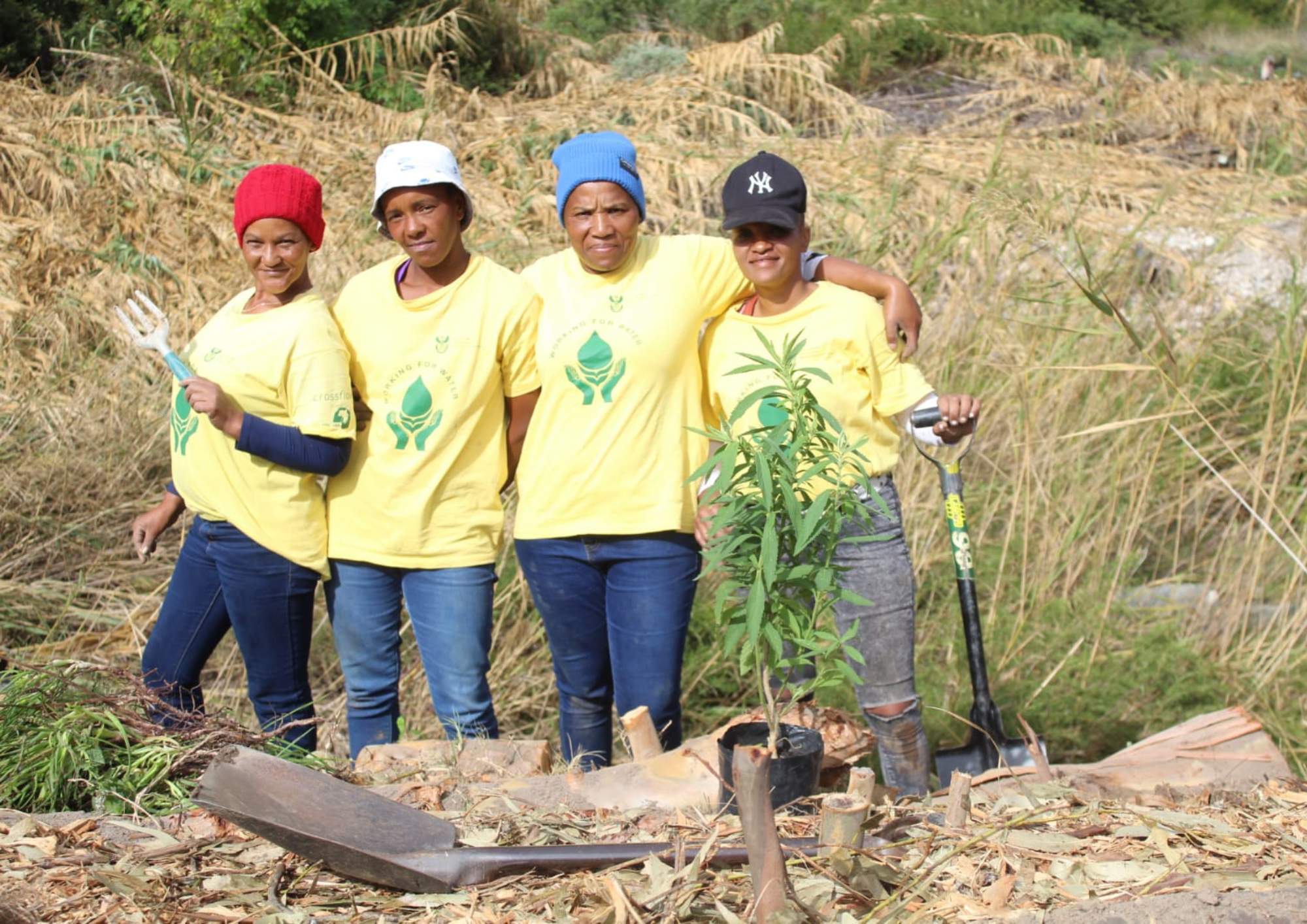 invasive plant clean up
