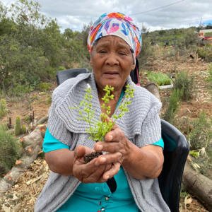 planting native species after alien species removal
