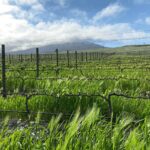 farm irrigation south africa