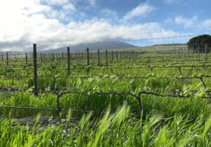 farm irrigation south africa