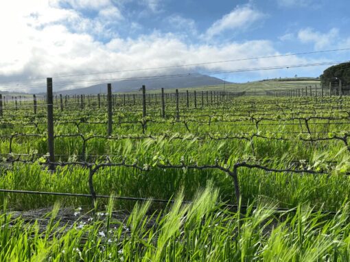 farm irrigation south africa