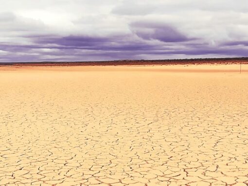 Romanskolk, a farm near Brandvlei in the study area, showing what drought looks like. Courtesy Danita Hohne