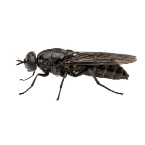 Black Soldier Fly