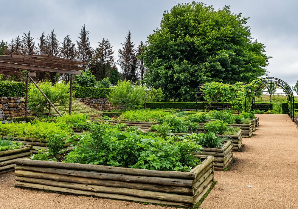 Brahman Hills zero waste vegetable garden
