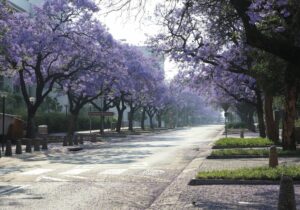 Hatfield road in Pretoria South Africa framed by purple jacaranda flowers and trees