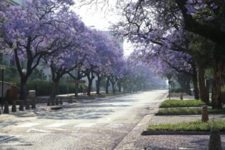 Hatfield road in Pretoria South Africa framed by purple jacaranda flowers and trees