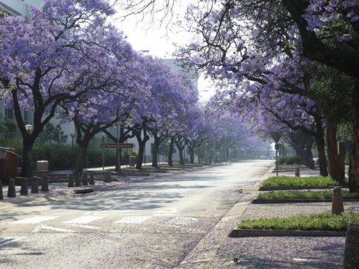 Hatfield road in Pretoria South Africa framed by purple jacaranda flowers and trees