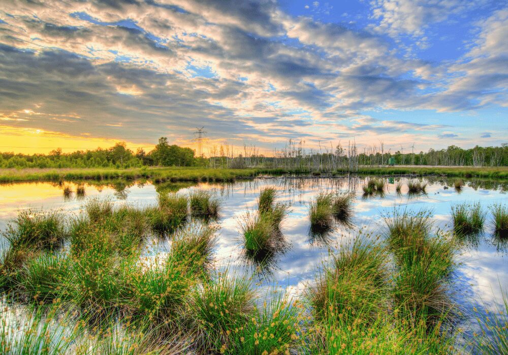 South African National Biodiversity Institute wetlands