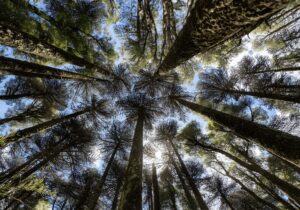 forest trees from the forest floor perspective