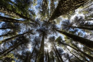 forest trees from the forest floor perspective