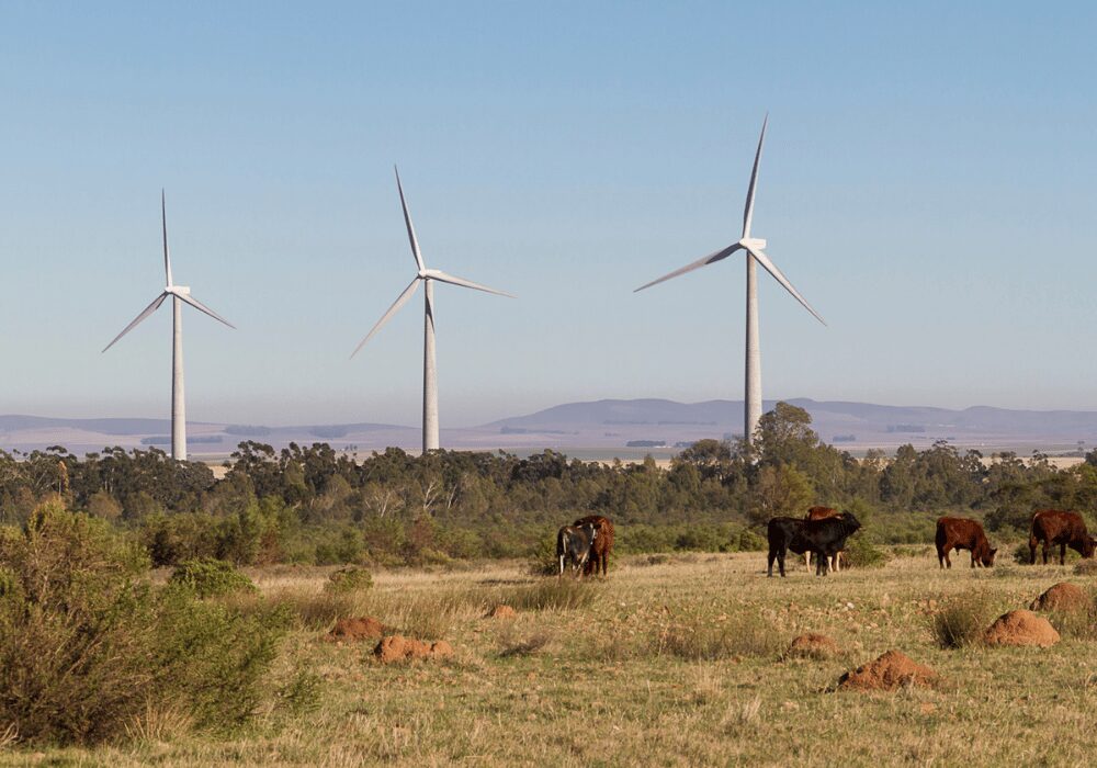 cow farm with Nordex wind turbine