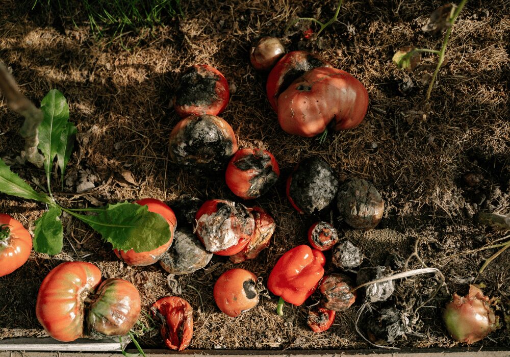 decomposing organic waste
