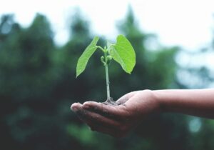 green plant held in hand