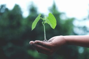 green plant held in hand