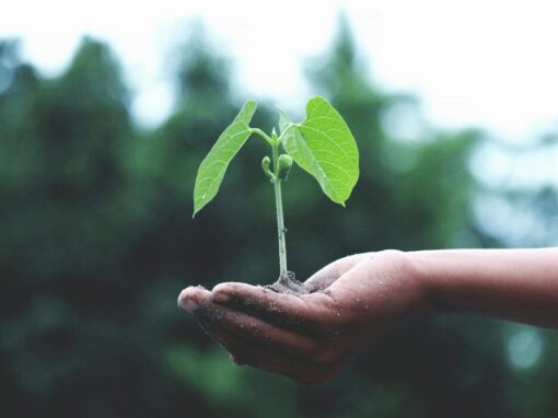 green plant held in hand