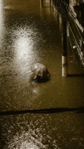 flooded area outdoors due to heavy rain