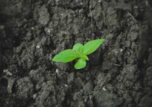 DFFE pilots tree-planting initiative