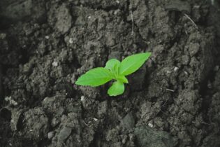 DFFE pilots tree-planting initiative