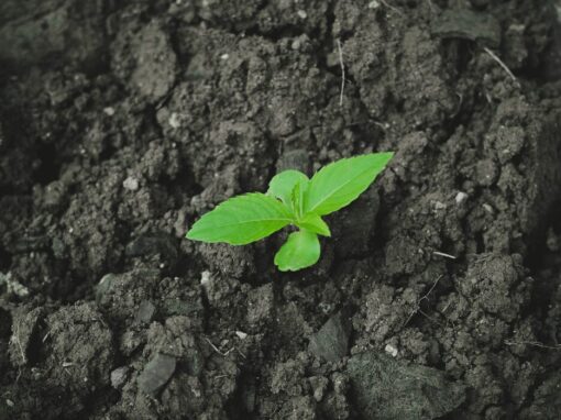 DFFE pilots tree-planting initiative