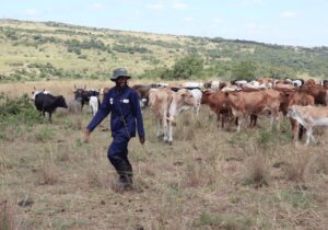Meat Naturally Africa cows in an open field