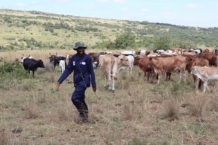 Meat Naturally Africa cows in an open field