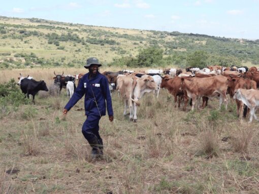 Meat Naturally Africa cows in an open field