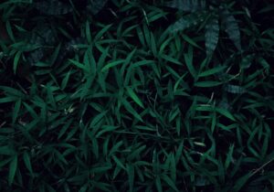 grass and leaves cuttings for recycling