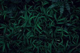 grass and leaves cuttings for recycling