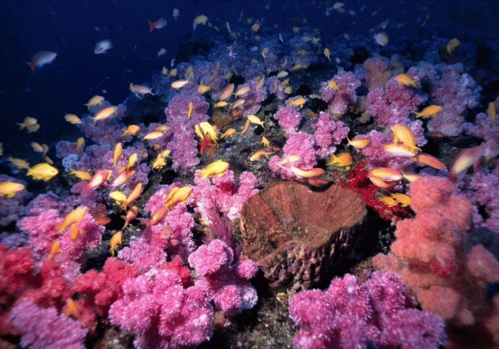 Landers reef in the Aliwal Shoal MPA, one of South Africa’s most interesting MPAs