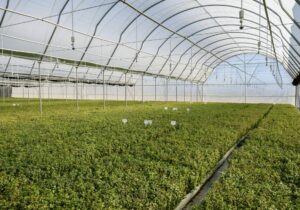 Spekboom saplings in a greenhouse