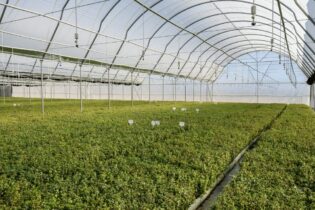 Spekboom saplings in a greenhouse
