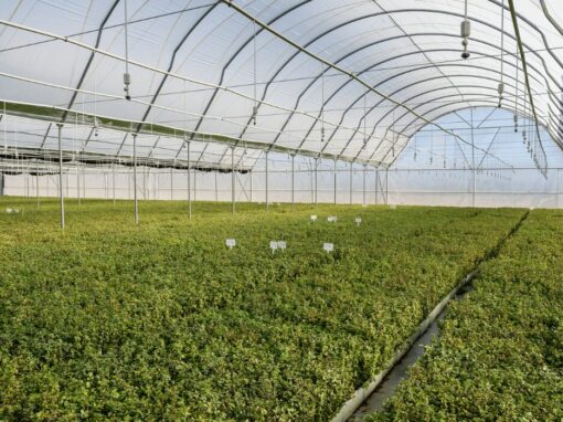 Spekboom saplings in a greenhouse