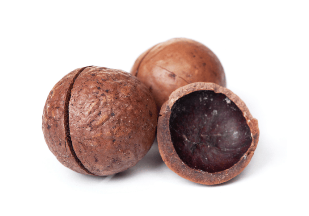 macadamia nuts on white background