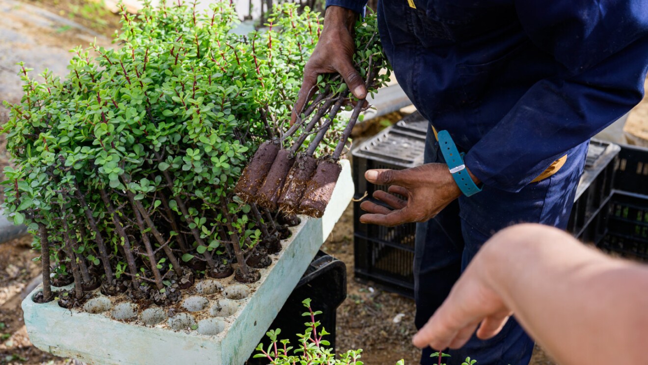spekboom cuttings 