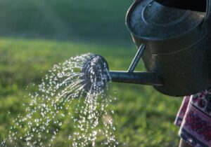 watering a garden