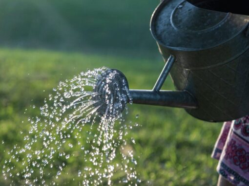 watering a garden