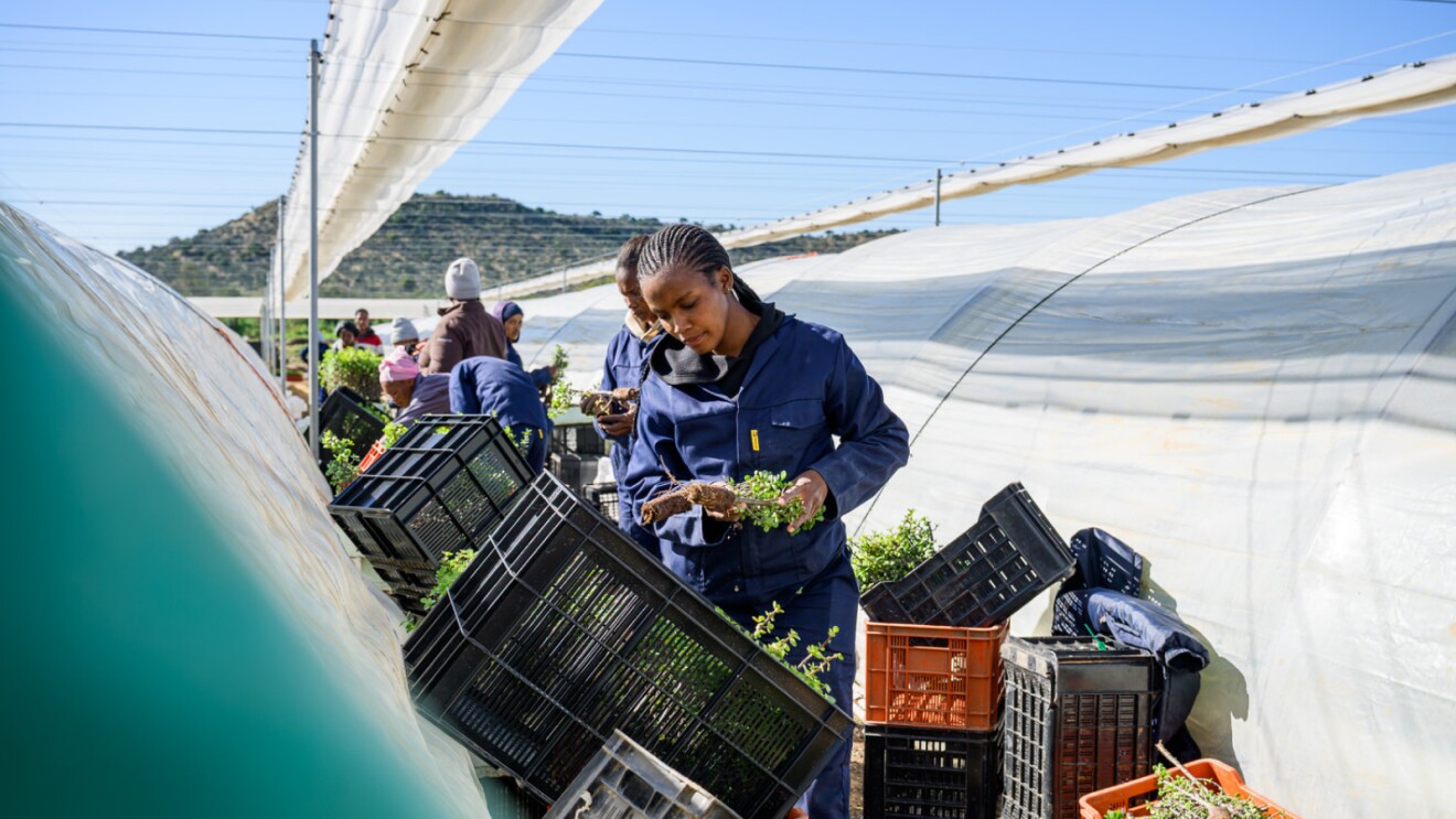 worker cleaning up spekboom sapling outside a greenhouse