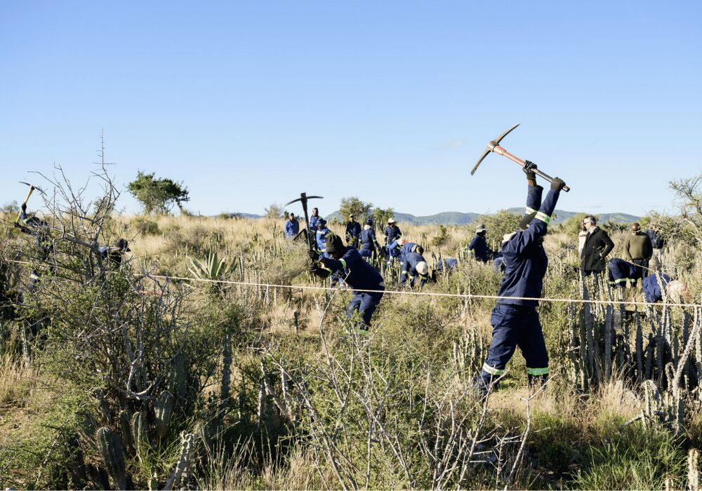 workers planting spekboom shrubs in a field in Eastern Cape Southern Africa
