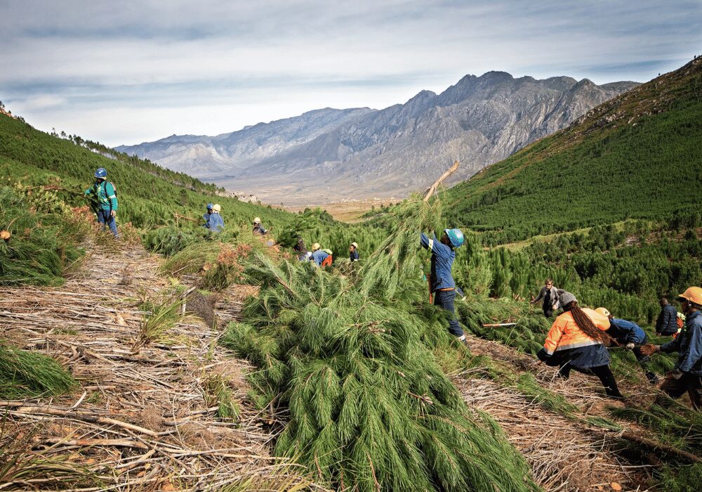 Clearing invasive alien vegetation in Cape Town