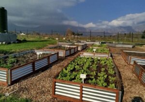 Food gardens irrigated with nature-based treated water from the Water Hub