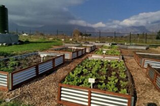 Food gardens irrigated with nature-based treated water from the Water Hub