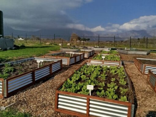 Food gardens irrigated with nature-based treated water from the Water Hub