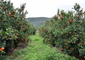 Orange orchard